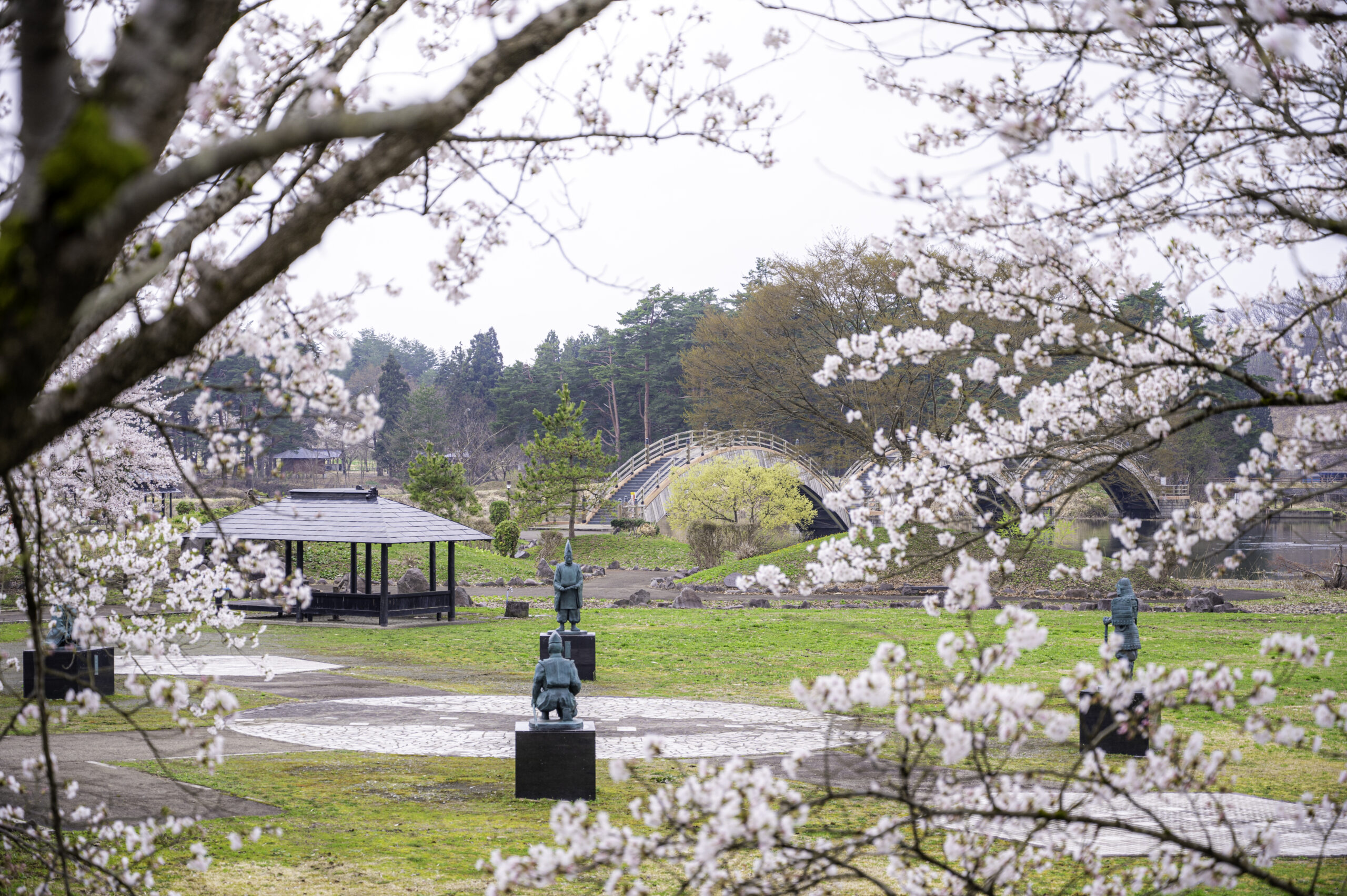 秋田県南は桜が見頃でした^^
